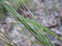Aristida calycina