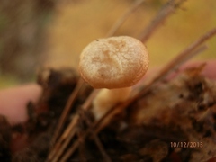 Pseudoomphalina compressipes