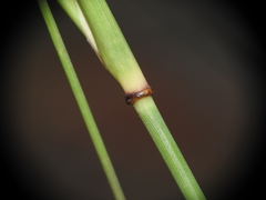 Aristida calycina