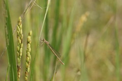 Lestes praemorsus decipiens