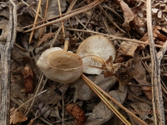 Pseudoomphalina compressipes