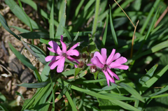 Microbotryum silenes-dioicae