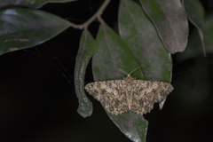 Racotis boarmiaria