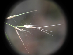Aristida calycina