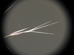 Aristida calycina