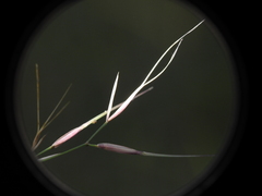 Aristida calycina