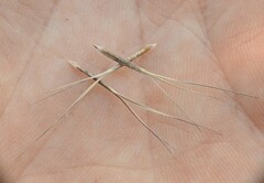 Aristida calycina