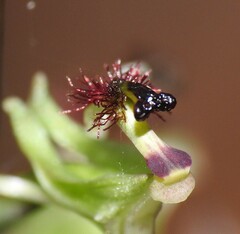 Arthrochilus prolixus