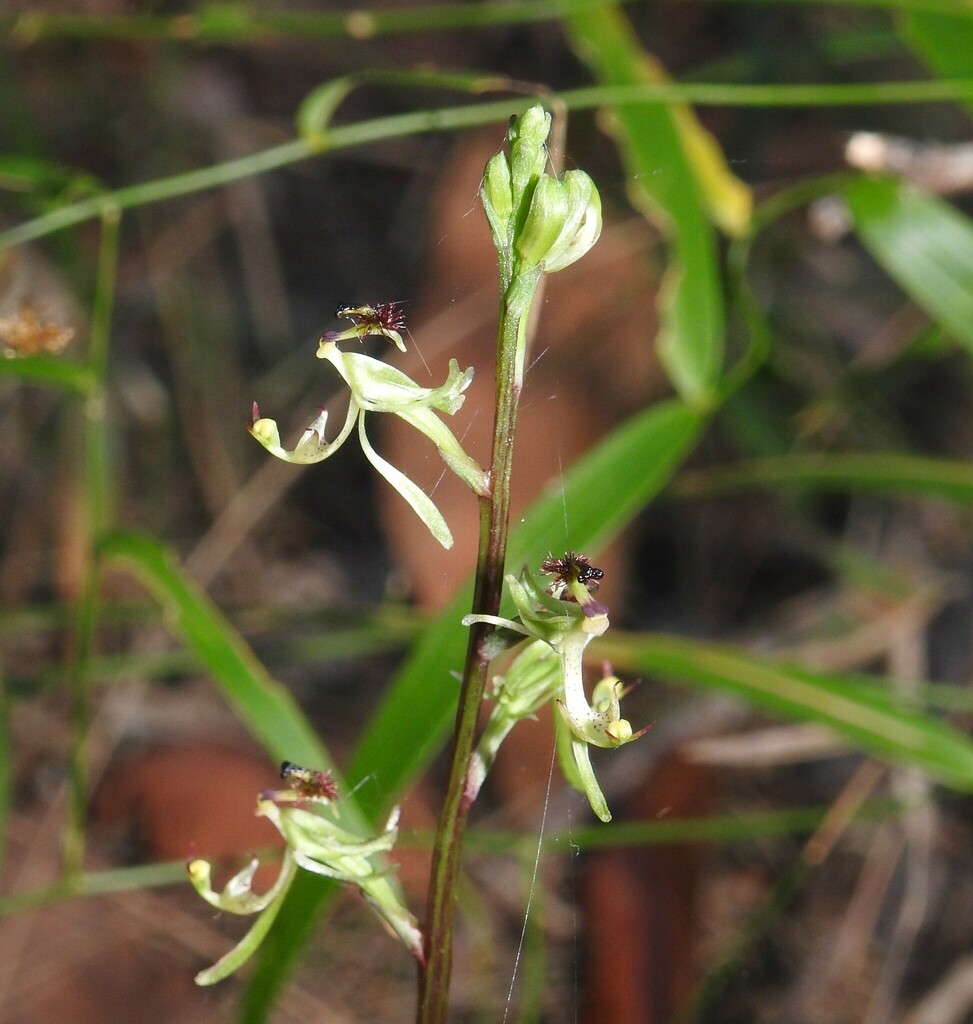 wispy elbow orchid