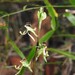 Wispy Elbow Orchid - Photo (c) Scott W. Gavins, some rights reserved (CC BY-NC), uploaded by Scott W. Gavins