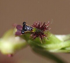 Arthrochilus prolixus