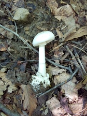 Amanita elliptosperma