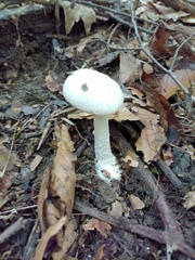 Amanita elliptosperma