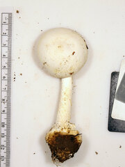 Amanita elliptosperma