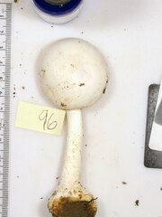 Amanita elliptosperma