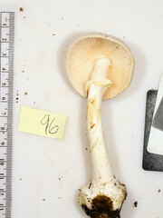 Amanita elliptosperma