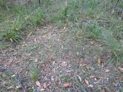 Arthrochilus prolixus