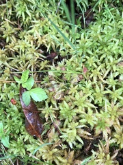Drosera intermedia