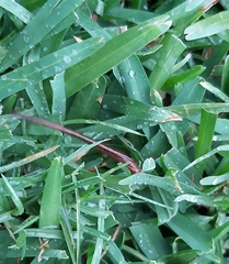 Chtonobdella limbata