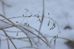 Poa