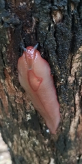Triboniophorus graeffei