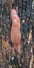Triboniophorus graeffei