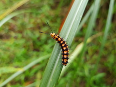 Nyctemera lacticinia
