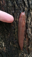 Triboniophorus graeffei