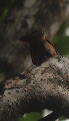 Ptiloris victoriae
