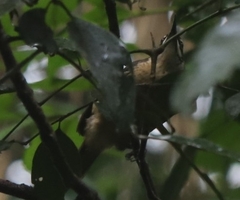 Ptiloris victoriae