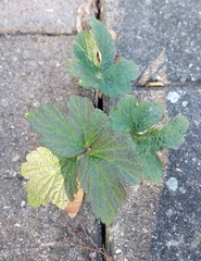 Eriocapitella hupehensis