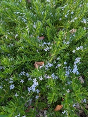 Myoporum parvifolium