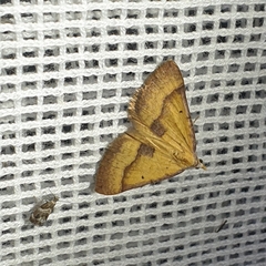 Anachloris subochraria