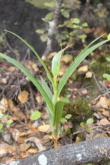 Pterostylis cardiostigma