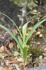 Pterostylis cardiostigma