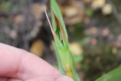 Pterostylis cardiostigma