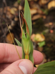Pterostylis cardiostigma