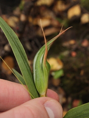 Pterostylis cardiostigma