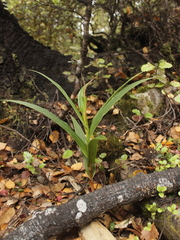 Pterostylis cardiostigma