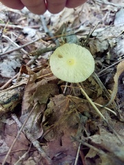 Leucocoprinus flavescens