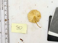 Leucocoprinus flavescens