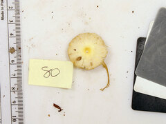 Leucocoprinus flavescens