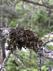 Tuckermanopsis orbata