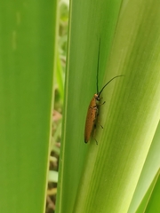 Ellipsidion humerale