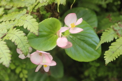 Begonia semperflorens-cultorum