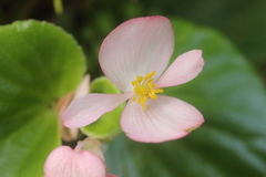 Begonia semperflorens-cultorum