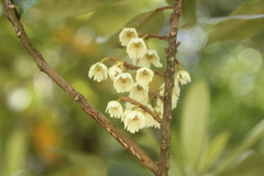 Elaeocarpus dentatus