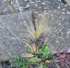 Nassella tenuissima