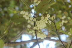 Elaeocarpus dentatus
