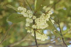 Elaeocarpus dentatus